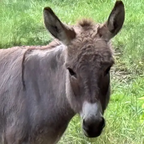 happy hoooves treks miniature donkey darla