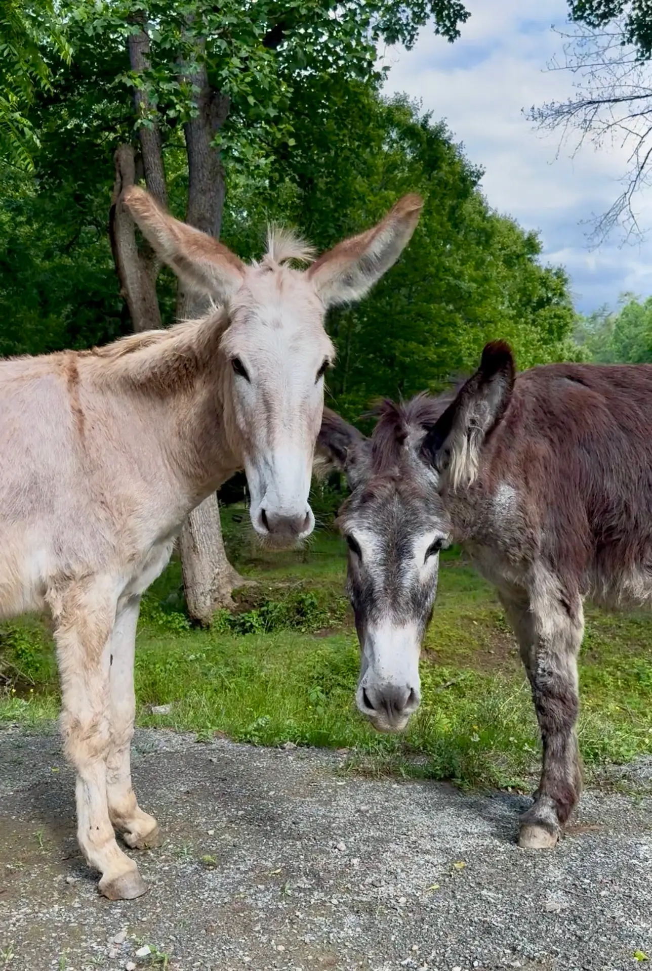 Donkey Treks North Georgia