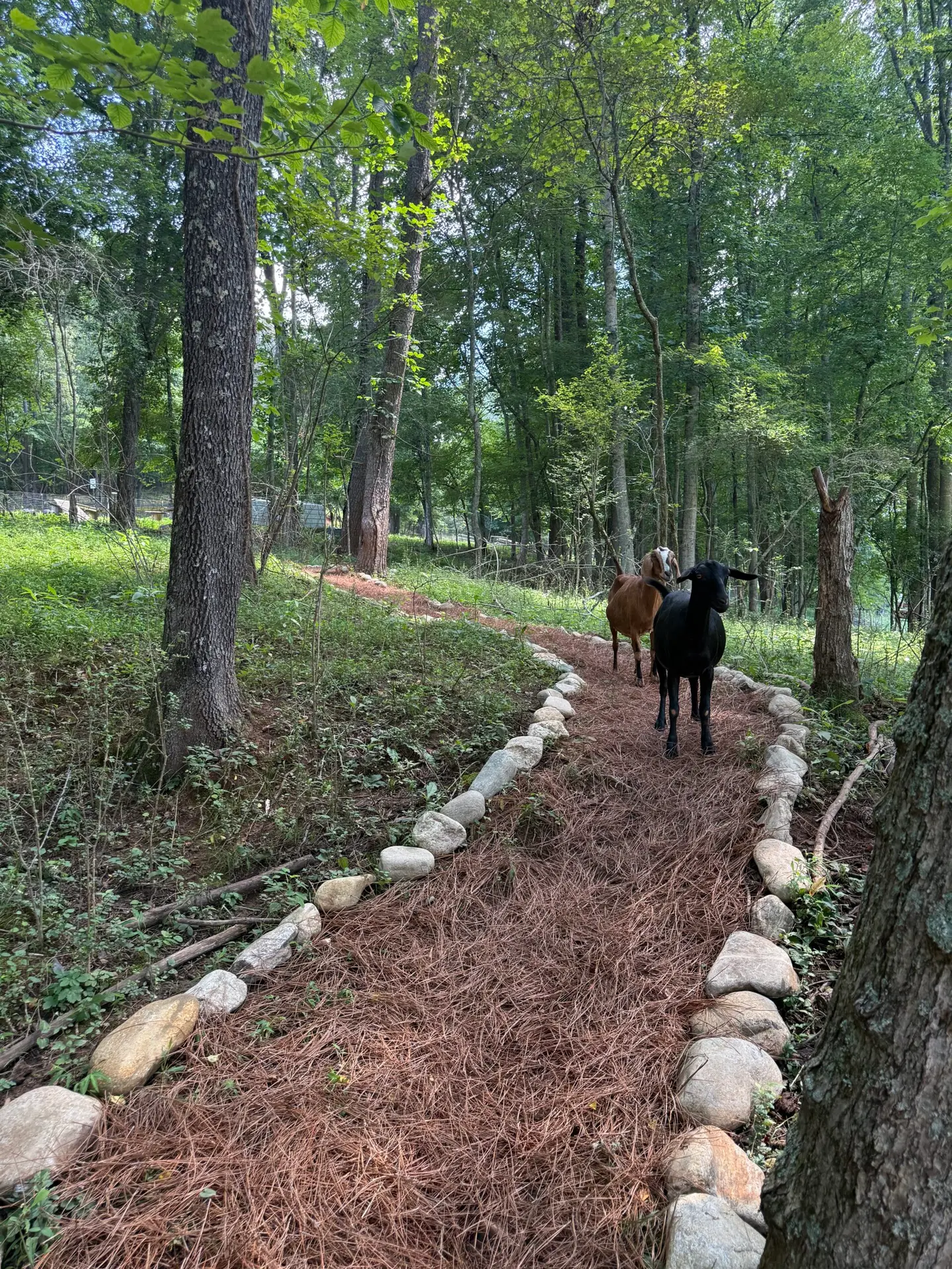 Family Fun Activities in north Georgia