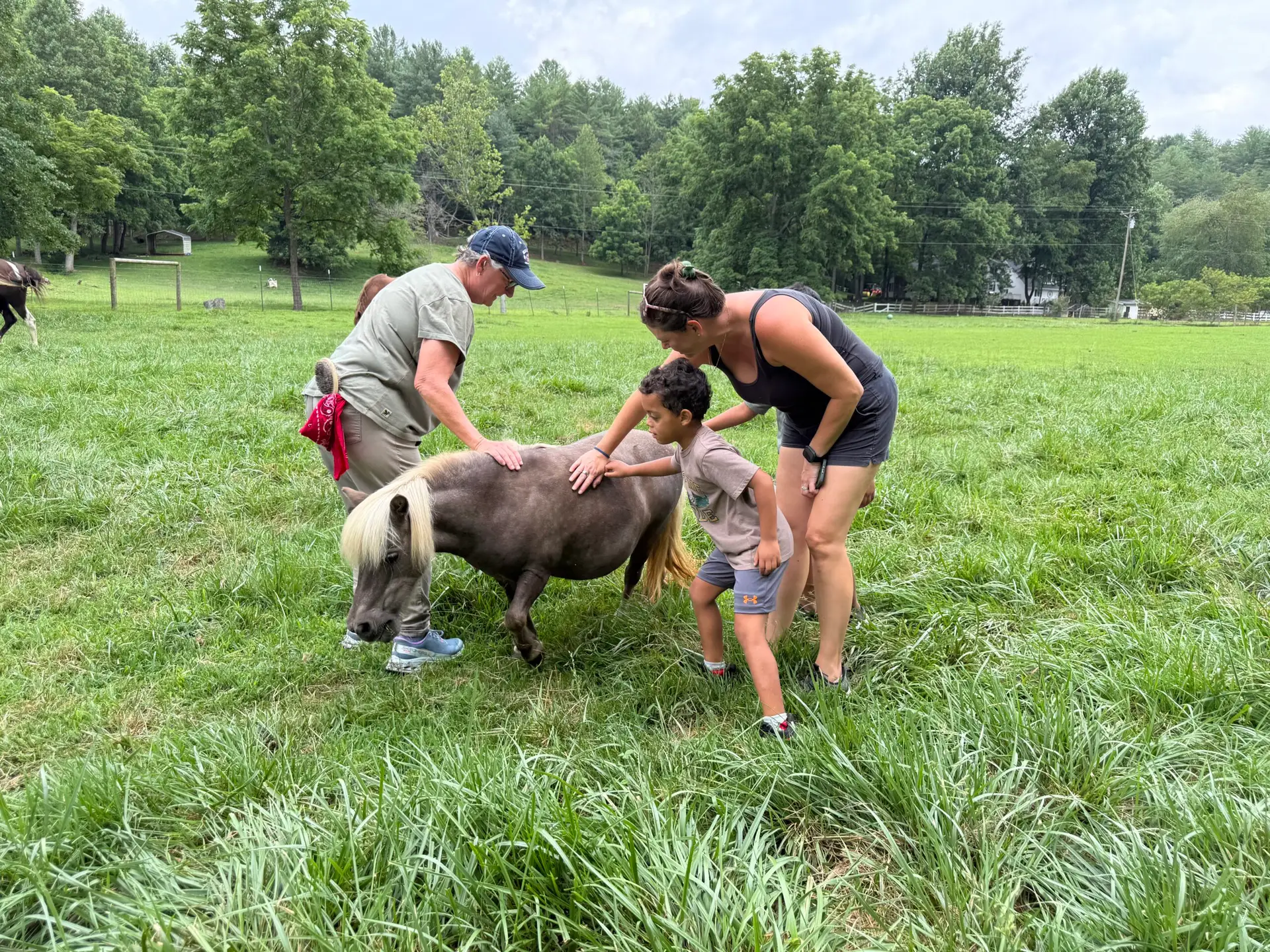 Ponies in north Georgia