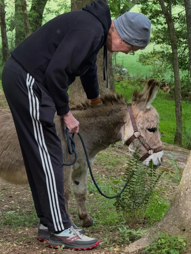 Looking for something a little different to do outdoors? Come wander the woods with our gentle, lovable donkeys 💗